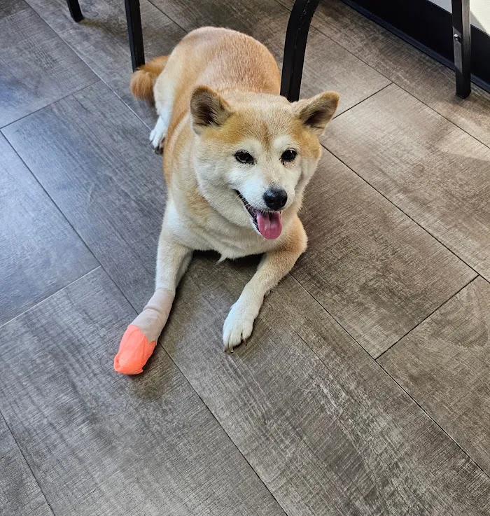 Decatur Veterinary Clinic 4
