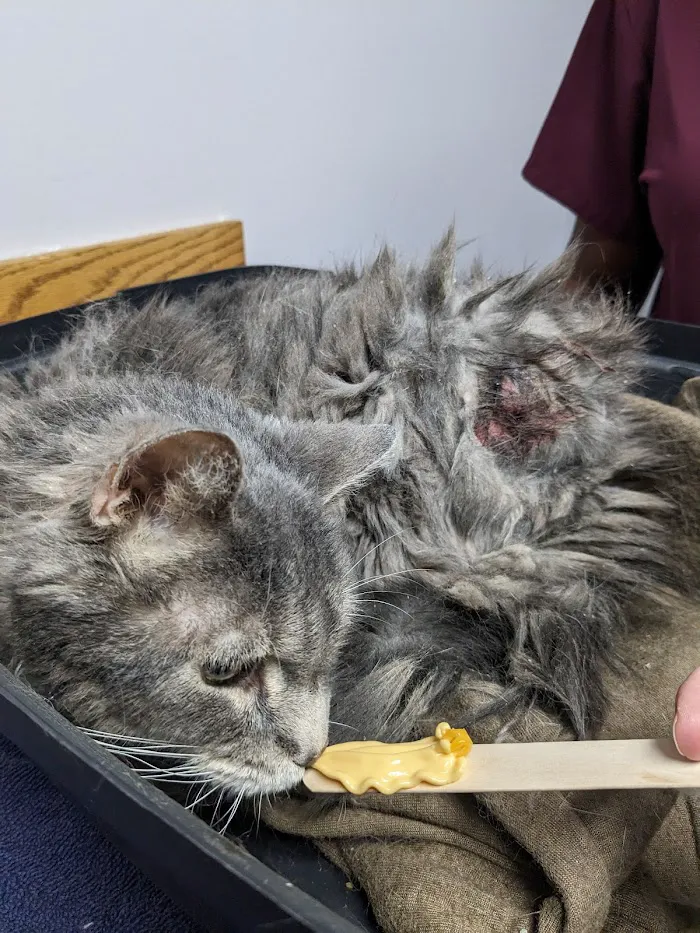 Freeland Animal Hospital 12