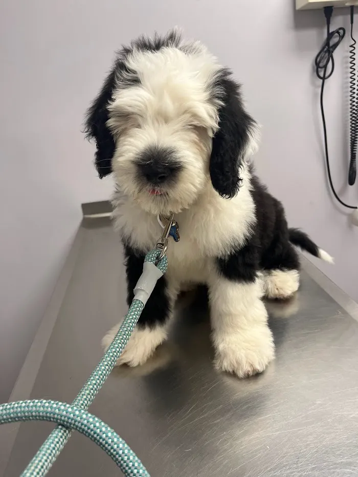 Freeland Animal Hospital 12