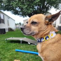 Freeland Animal Hospital ico