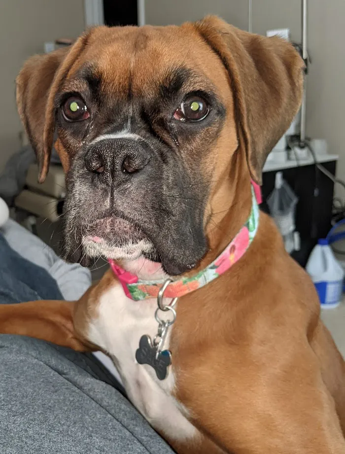 CenterGrove Animal Clinic 10