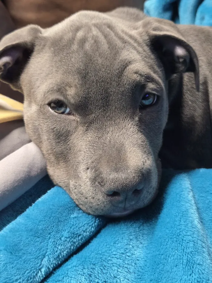 30th Street Animal Hospital 12
