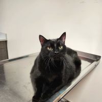30th Street Animal Hospital ico
