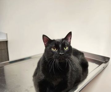 30th Street Animal Hospital