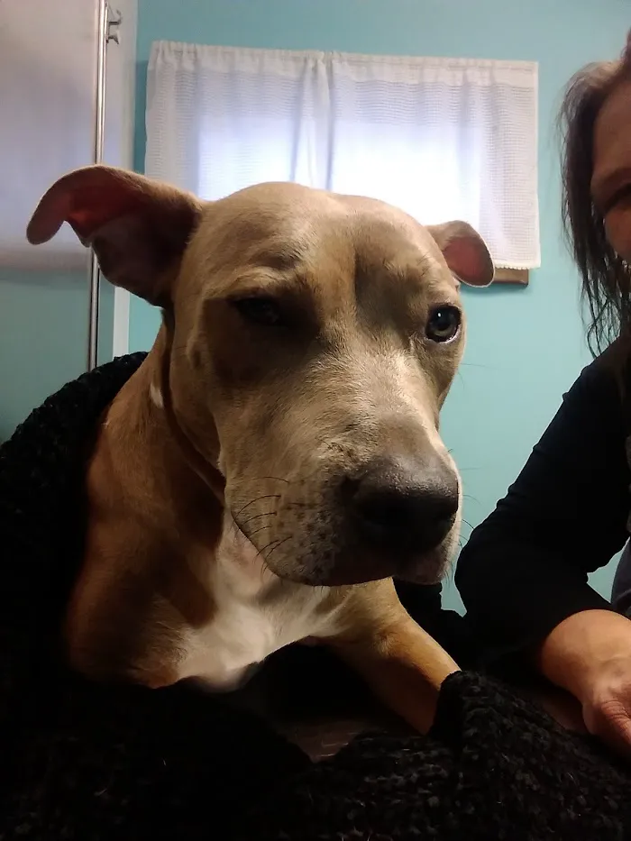 Whiteland Animal Clinic (Our New Name: Animal Clinic Whiteland Greenwood) 12