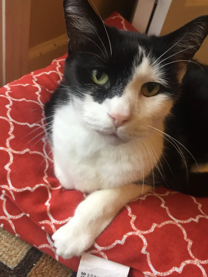 Whiteland Animal Clinic (Our New Name: Animal Clinic Whiteland Greenwood) 12