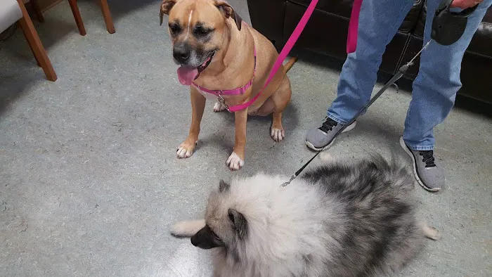 Bargersville Veterinary Hospital & Wellness Center, A Thrive Pet Healthcare Partner 5