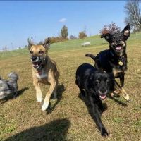 New Palestine Veterinary Clinic ico