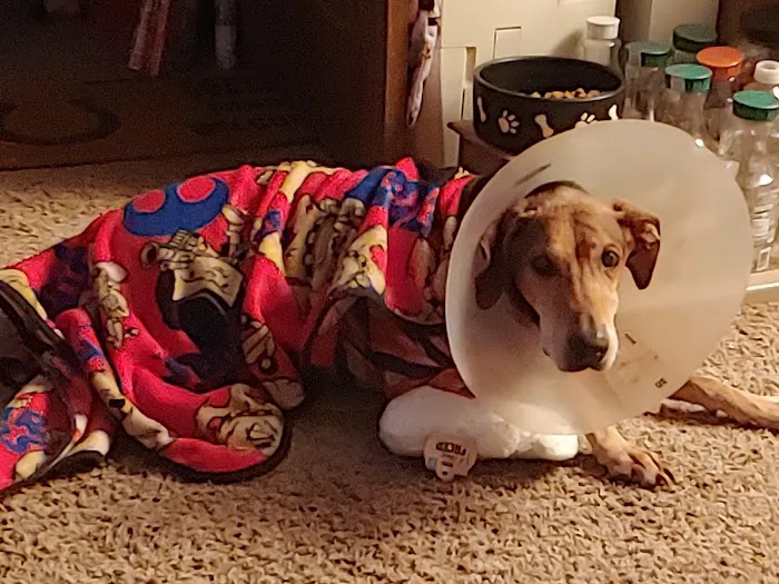 Indy Paws Veterinary Hospital 12