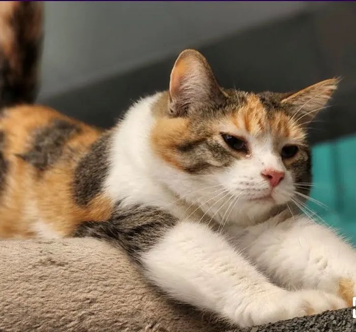 Indy Paws Veterinary Hospital 12