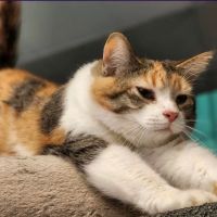Indy Paws Veterinary Hospital ico