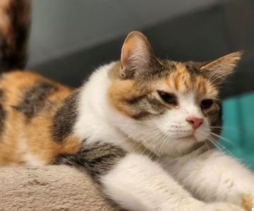 Indy Paws Veterinary Hospital