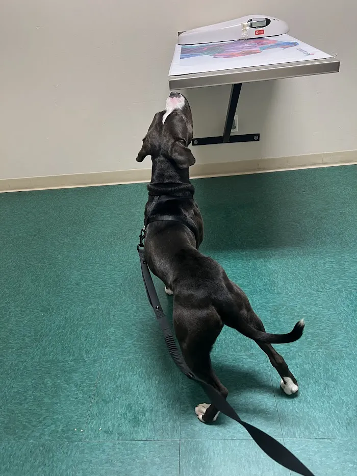 Indy Paws Veterinary Hospital 12