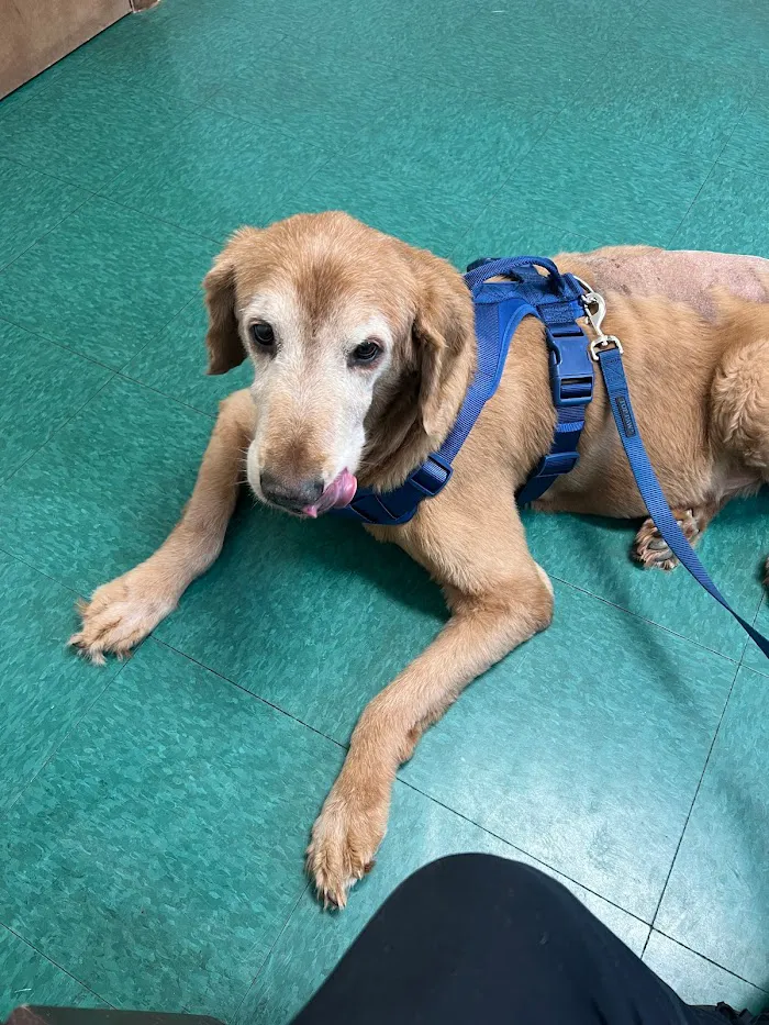 Indy Paws Veterinary Hospital 12