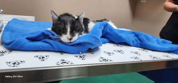Indy Paws Veterinary Hospital 12