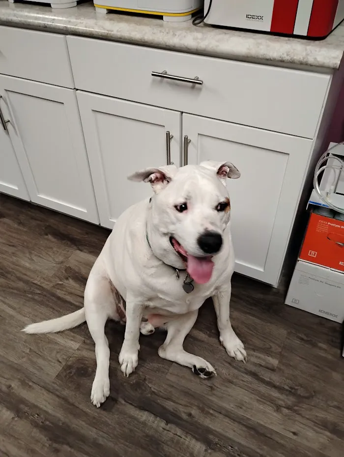 Indy Paws Veterinary Hospital 12