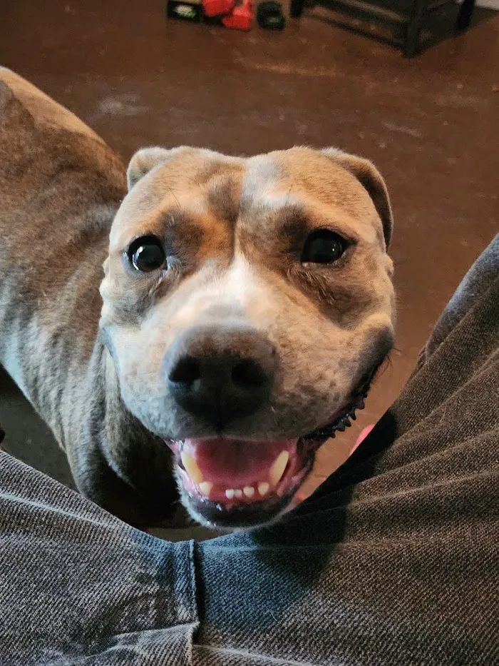 Indy Paws Veterinary Hospital 12