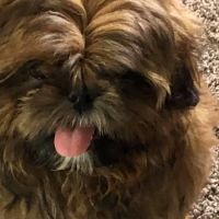 Academy Animal Hospital ico