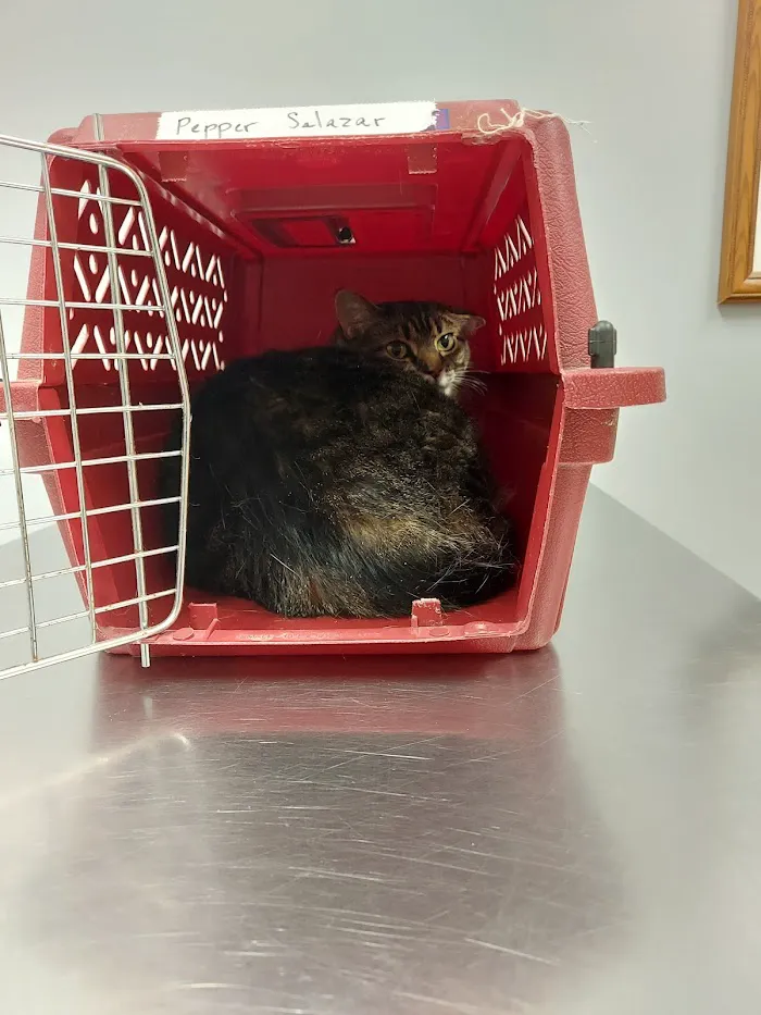 Ft. Harrison Veterinarians 12
