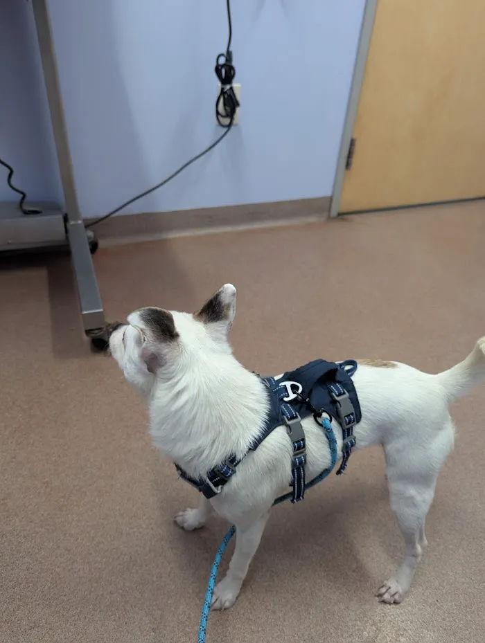 Ft. Harrison Veterinarians 12