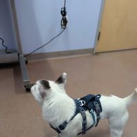 Ft. Harrison Veterinarians ico