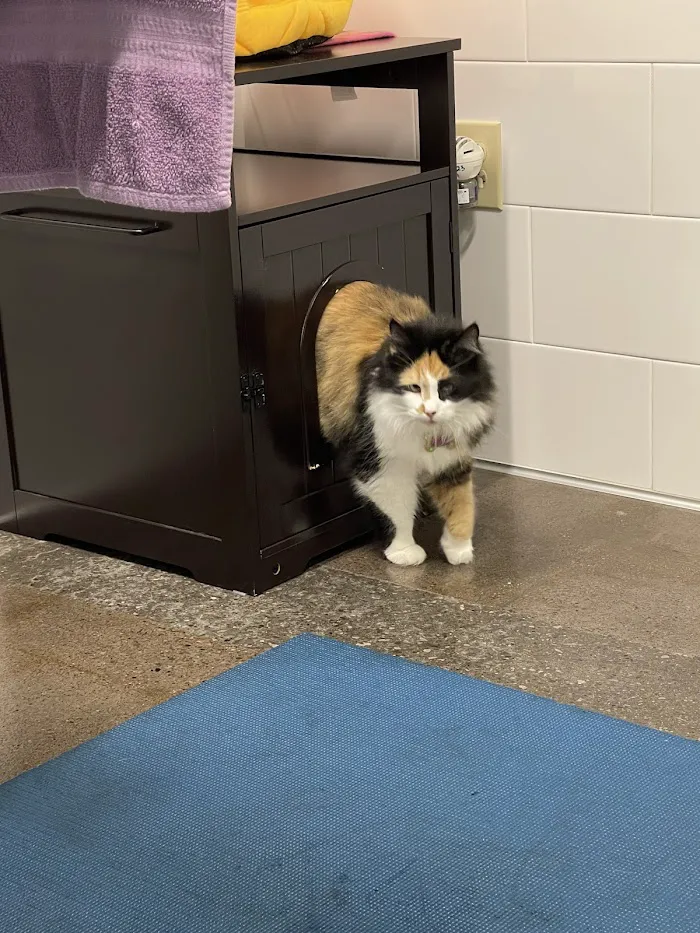 Northside Paws Veterinary Care 12