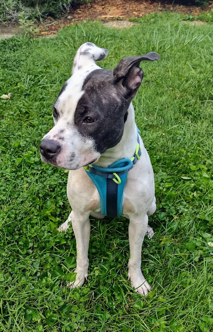 Northside Paws Veterinary Care 12