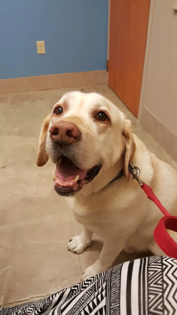 VCA Sugar Grove Animal Hospital 12