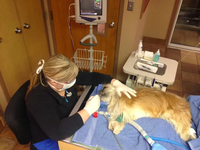 The Downtown Veterinarian 12