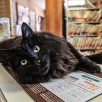 The Downtown Veterinarian ico