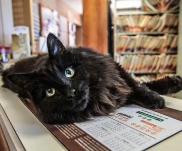 The Downtown Veterinarian