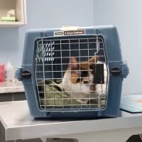 Animal Medical Center ico