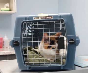 Animal Medical Center