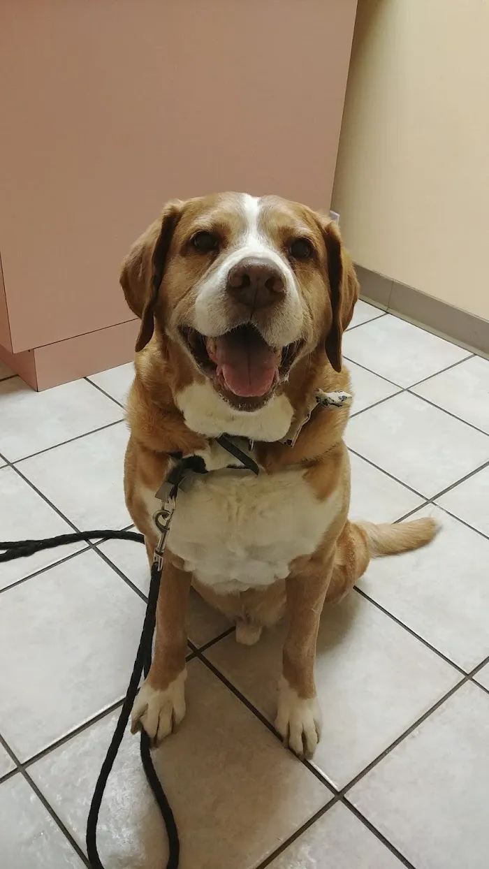 Animal Medical Center 12