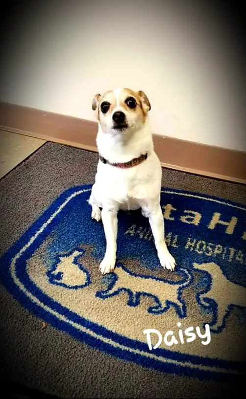 Vista Hills Animal Hospital 12