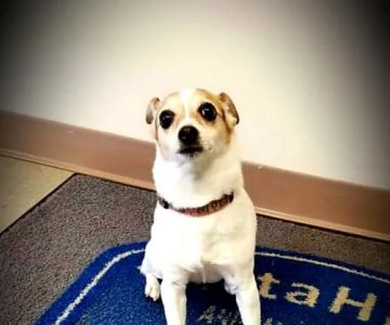 Vista Hills Animal Hospital