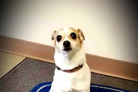 Vista Hills Animal Hospital