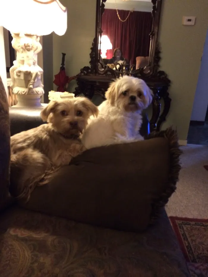 Vista Hills Animal Hospital 12