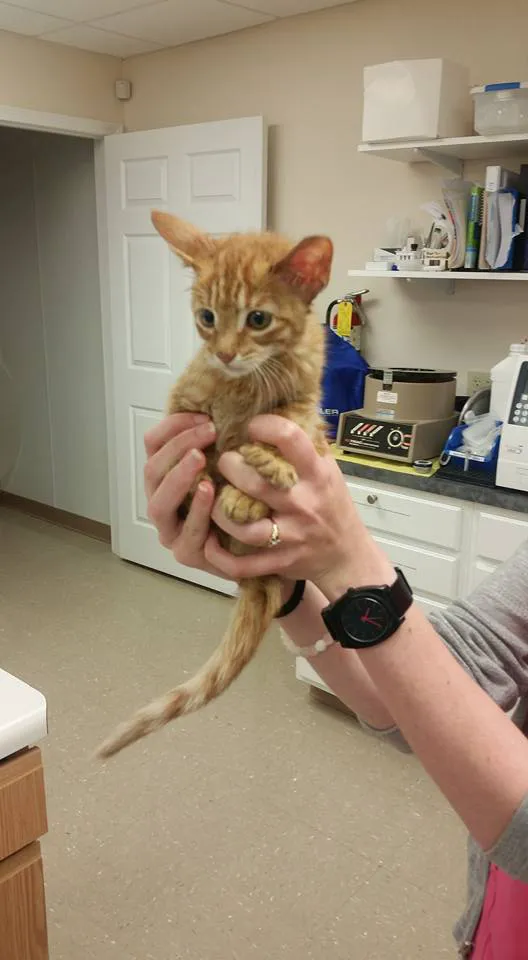 Vista Hills Animal Hospital 12
