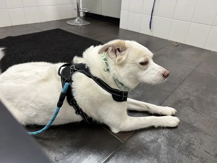 City Way Animal Clinics - Mass Ave 12