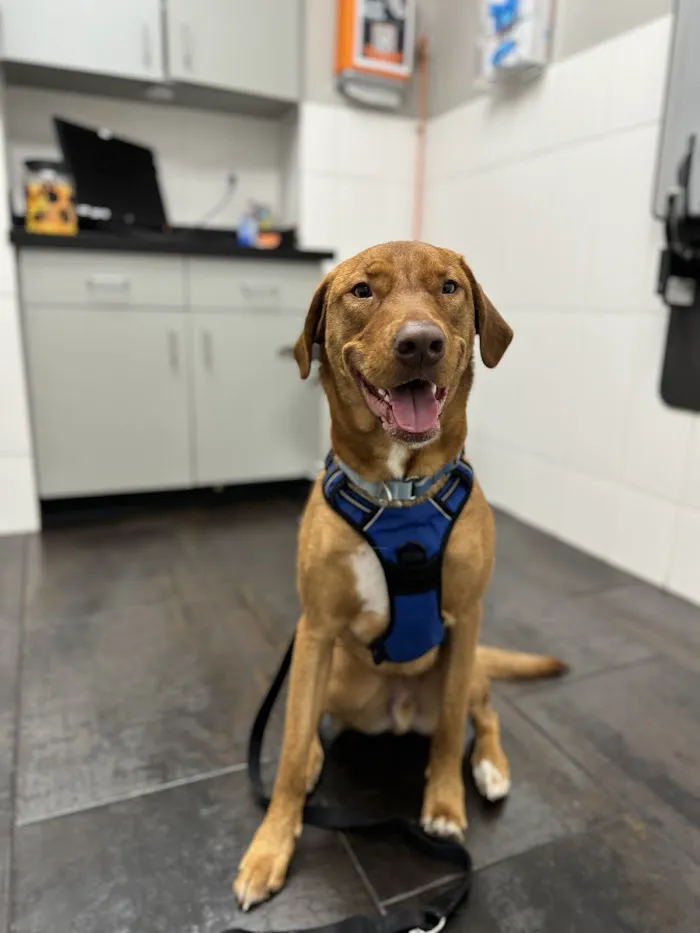City Way Animal Clinics - Mass Ave 12