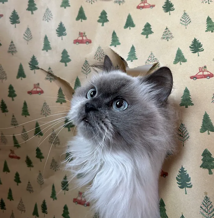 City Way Animal Clinics - Mass Ave 12