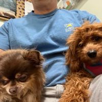 Irvington Pet Clinic ico