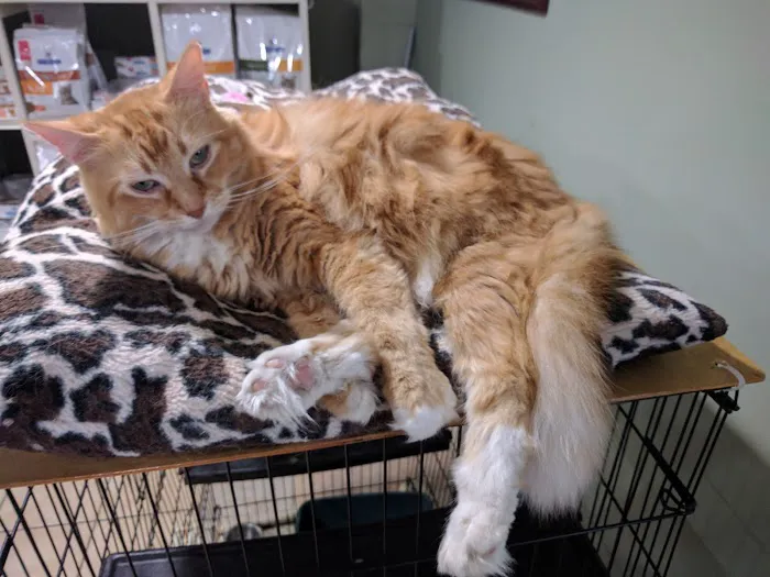 Irvington Pet Clinic 6