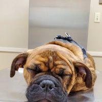 Brookville Road Animal Hospital: Crowe Jennifer DVM ico
