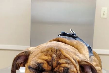 Brookville Road Animal Hospital: Crowe Jennifer DVM