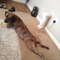 Banfield Pet Hospital ico