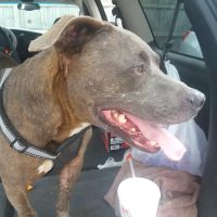 West Michigan Street Veterinary Clinic ico