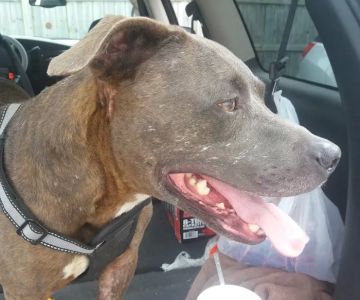 West Michigan Street Veterinary Clinic