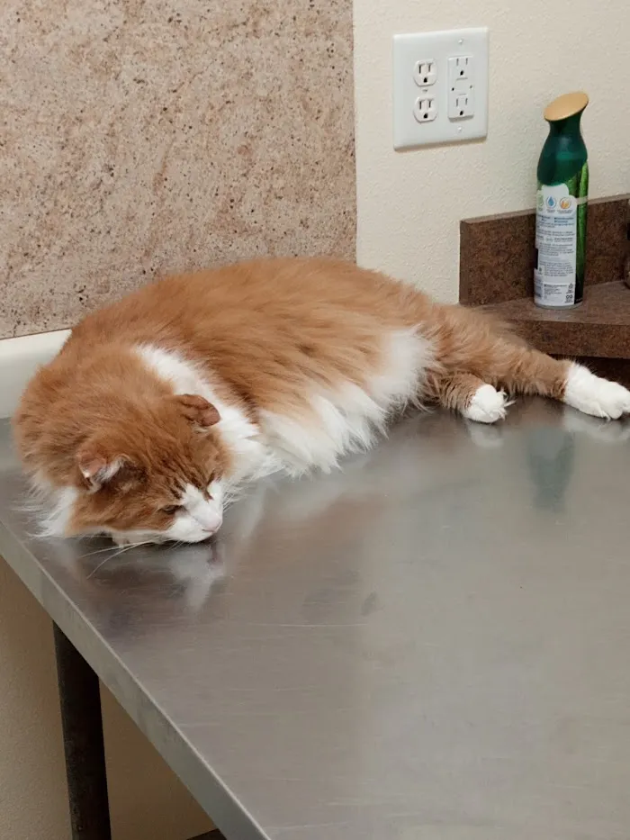 West Michigan Street Veterinary Clinic 7